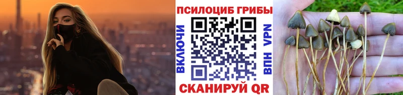 Псилоцибиновые грибы Psilocybe Карачев